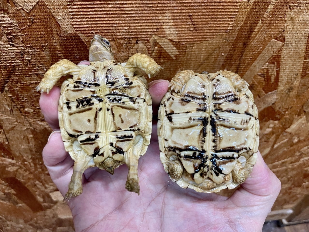 ヒョウモンリクガメ(5)