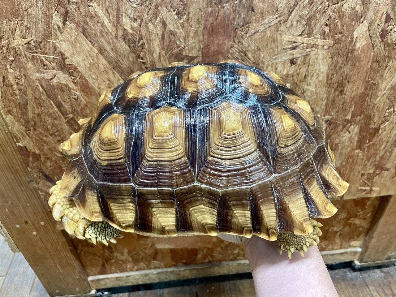 ケヅメリクガメ(2)