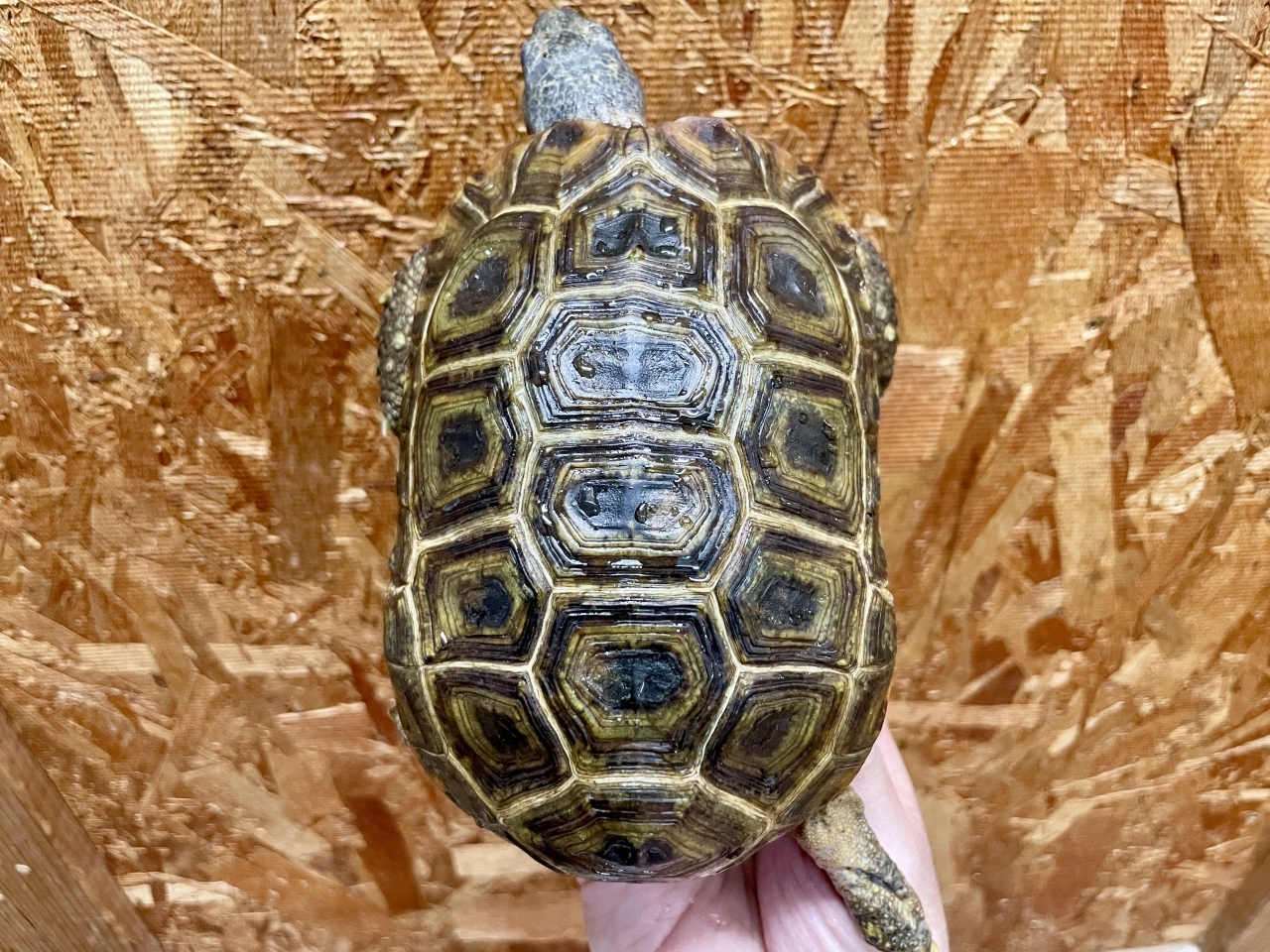 スピークセオレガメ（No.1）(1)