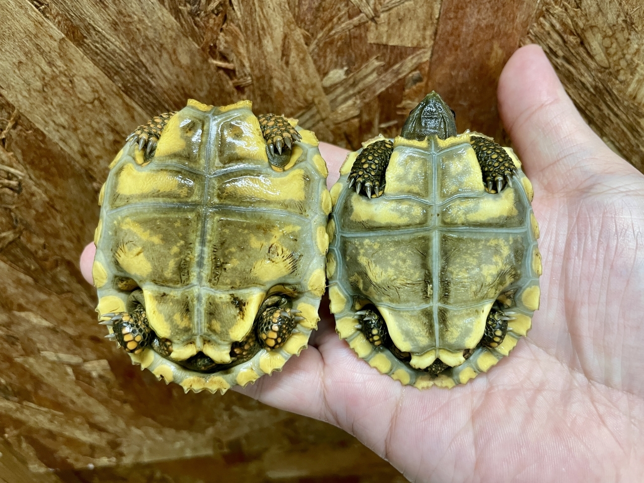 キアシリクガメ(5)