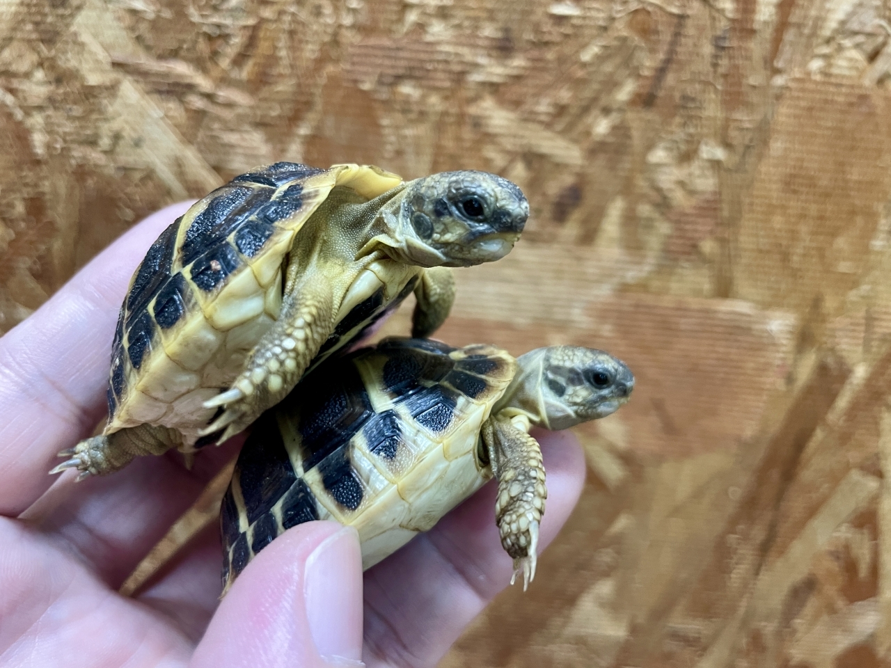 ニシヘルマンリクガメ（プーリア）(2)