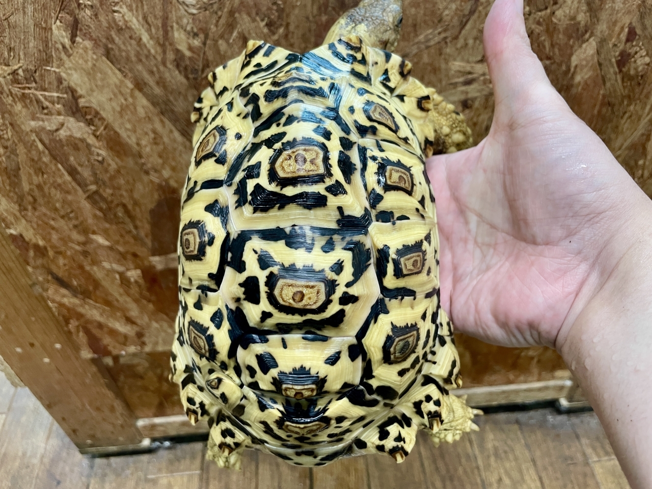 ホワイトヒョウモンリクガメ(3)