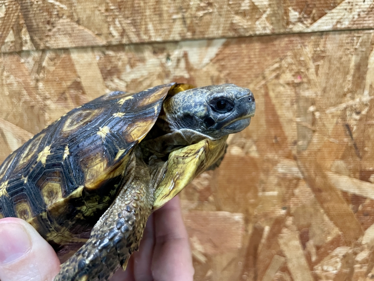 スピークセオレガメ（No.7）(4)