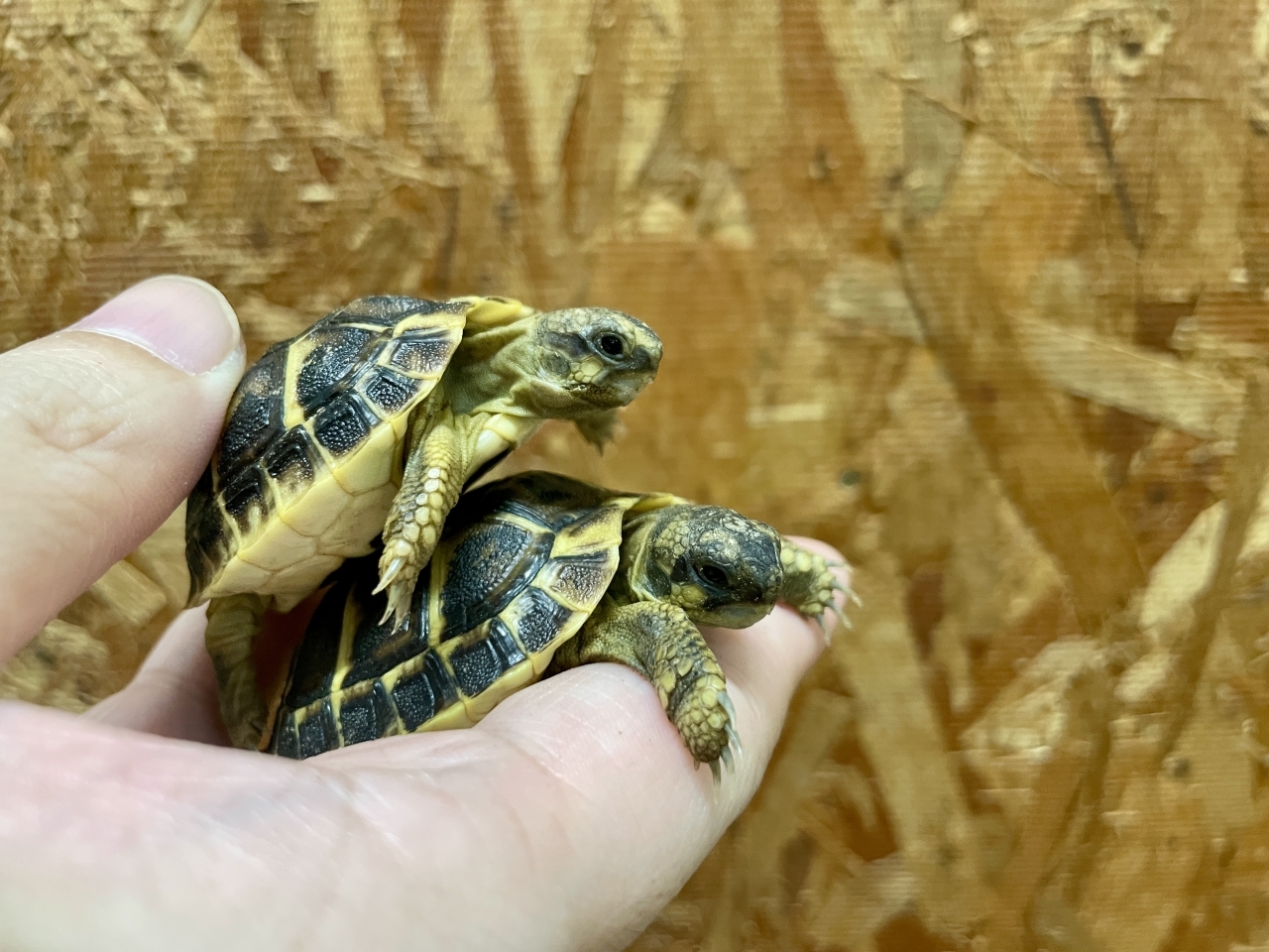 ニシヘルマンリクガメ（カラブリア）(2)