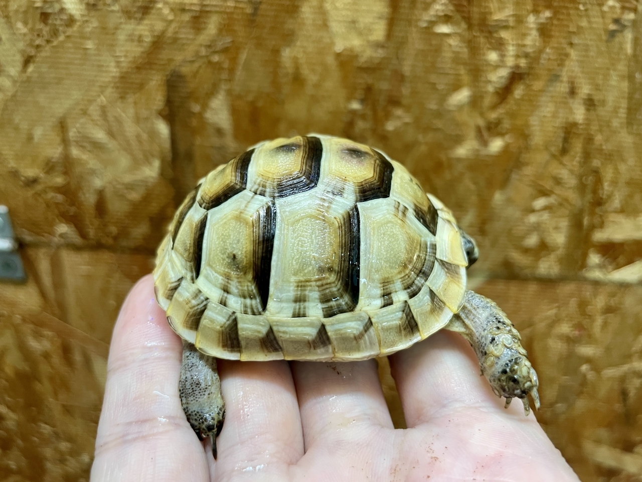 イベラギリシャリクガメ（ホワイト）（No.3）(2)