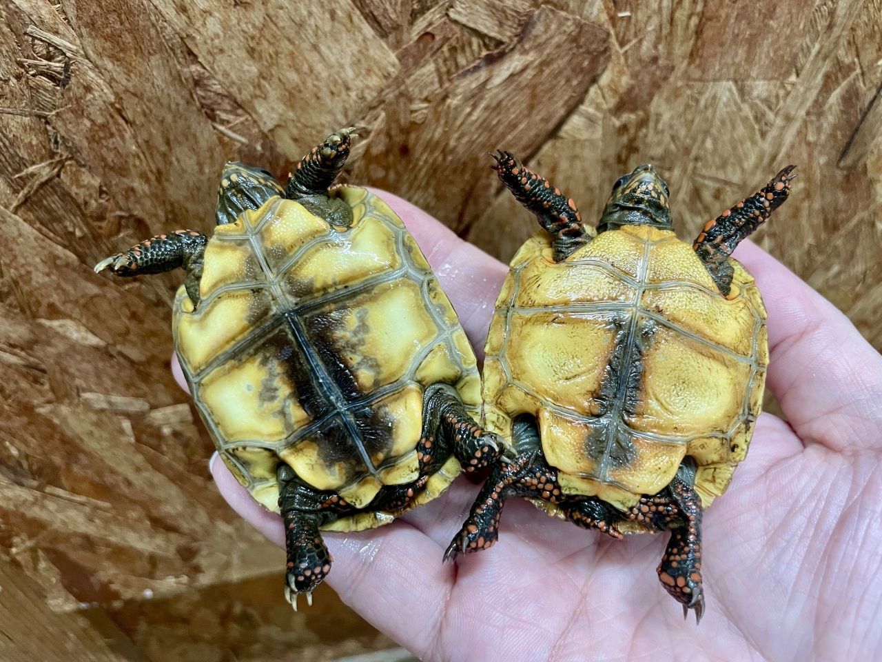 アカアシリクガメ(5)