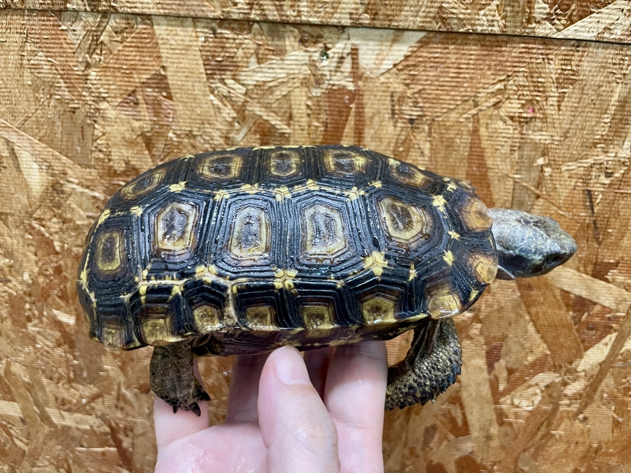 スピークセオレガメ（No.7）(3)