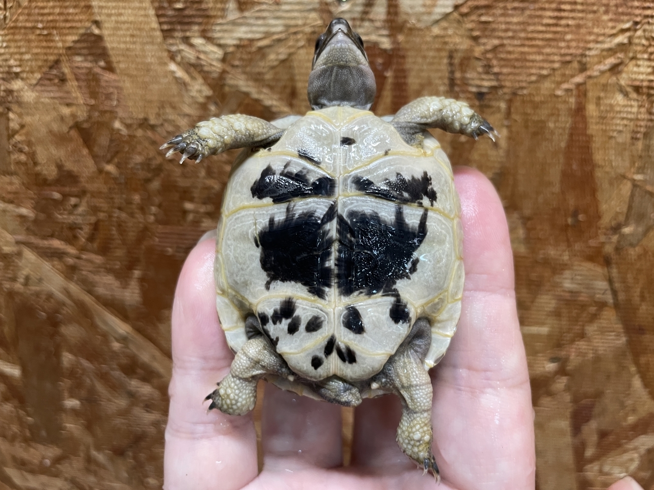 イベラギリシャリクガメ（ブラック）（No.3）(4)