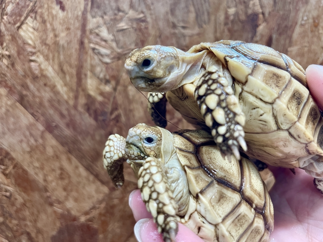 ケヅメリクガメ(3)