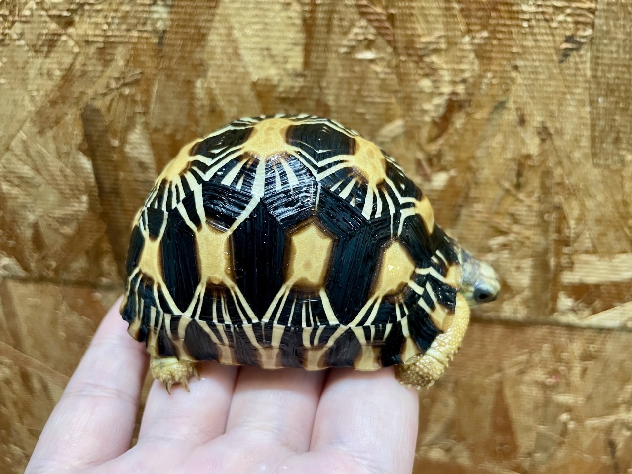 ホウシャガメ(2)