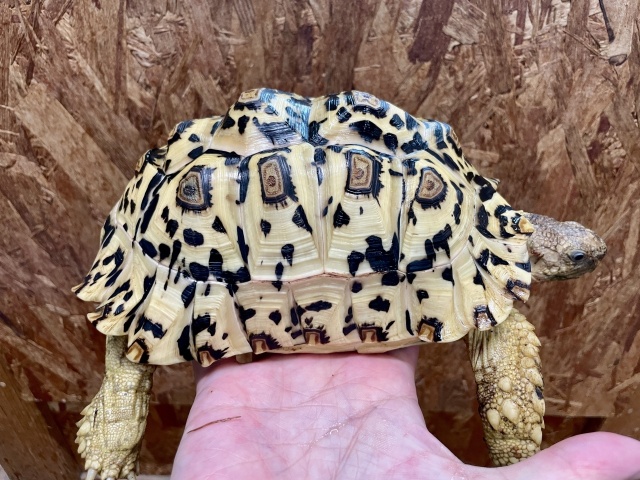 ホワイトヒョウモンリクガメ