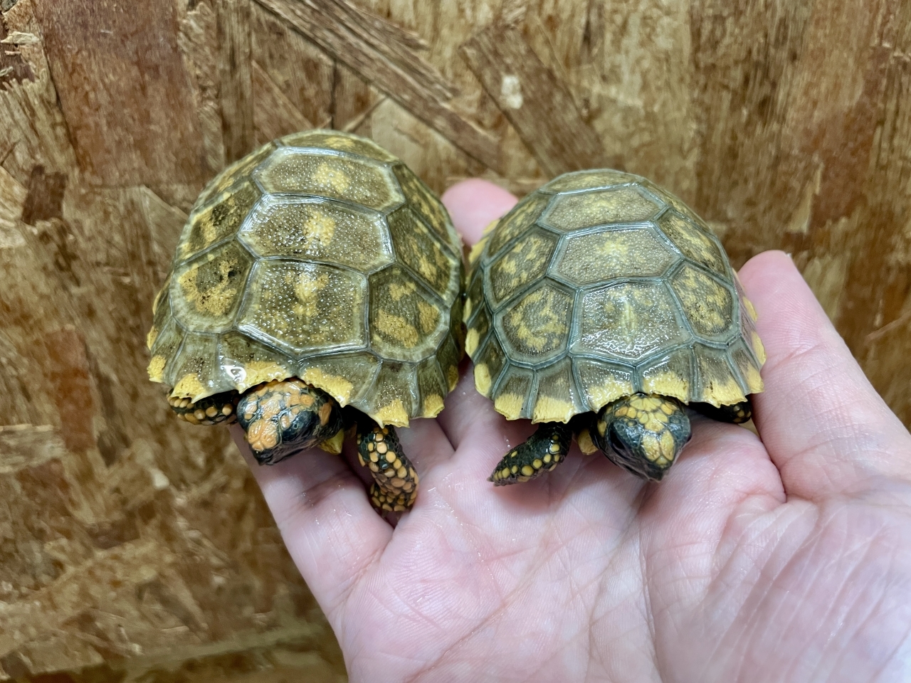 キアシリクガメ(4)