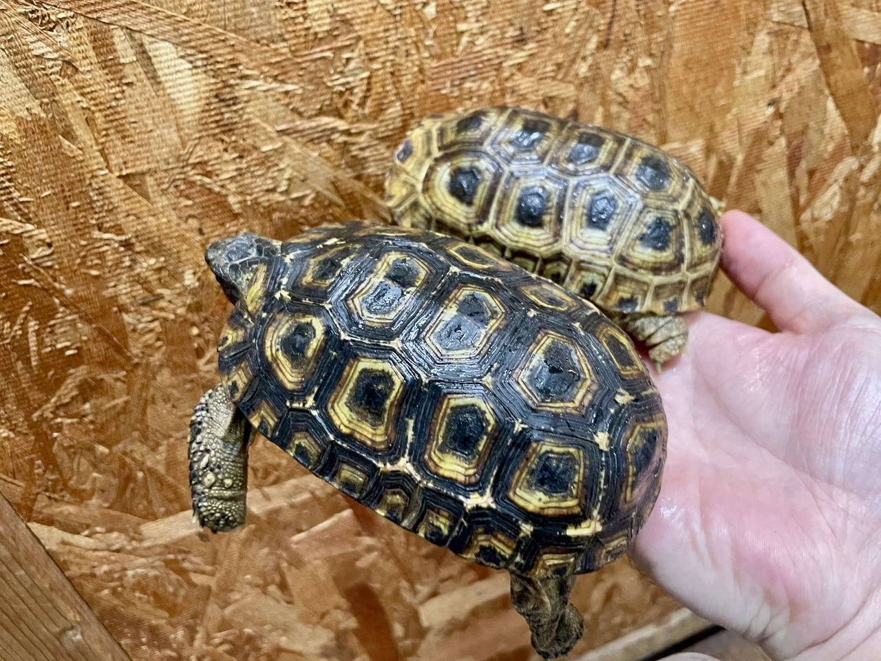 スピークセオレガメ(6)