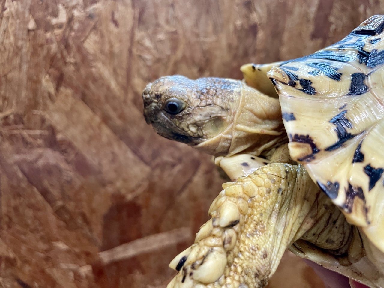 ホワイトヒョウモンリクガメ(5)