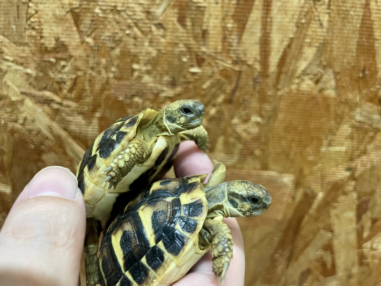 ニシヘルマンリクガメ（トスカーナ）(2)