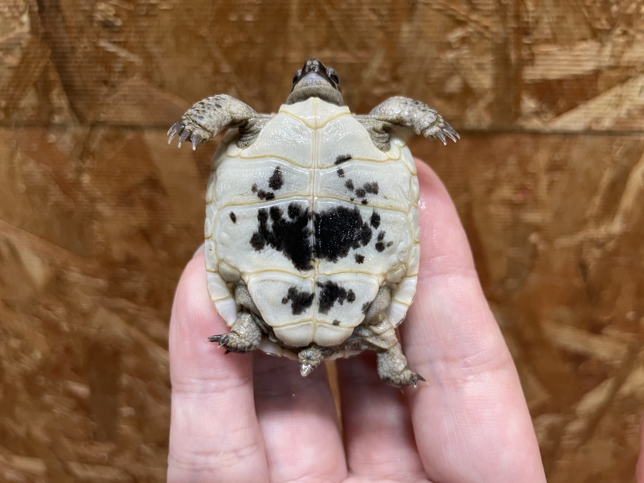 イベラギリシャリクガメ（ホワイト）（No.1）(4)