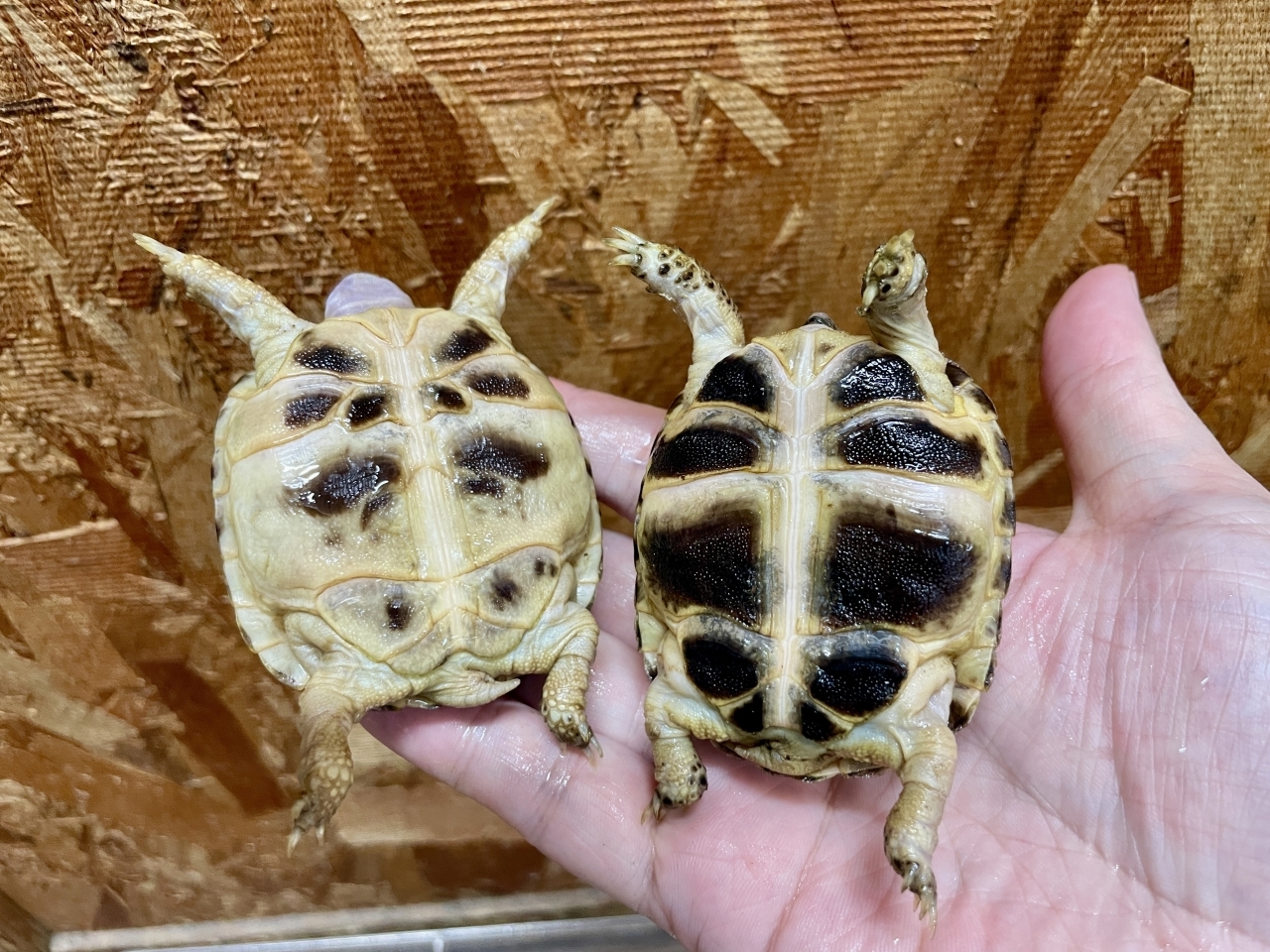 ロシアリクガメ(5)