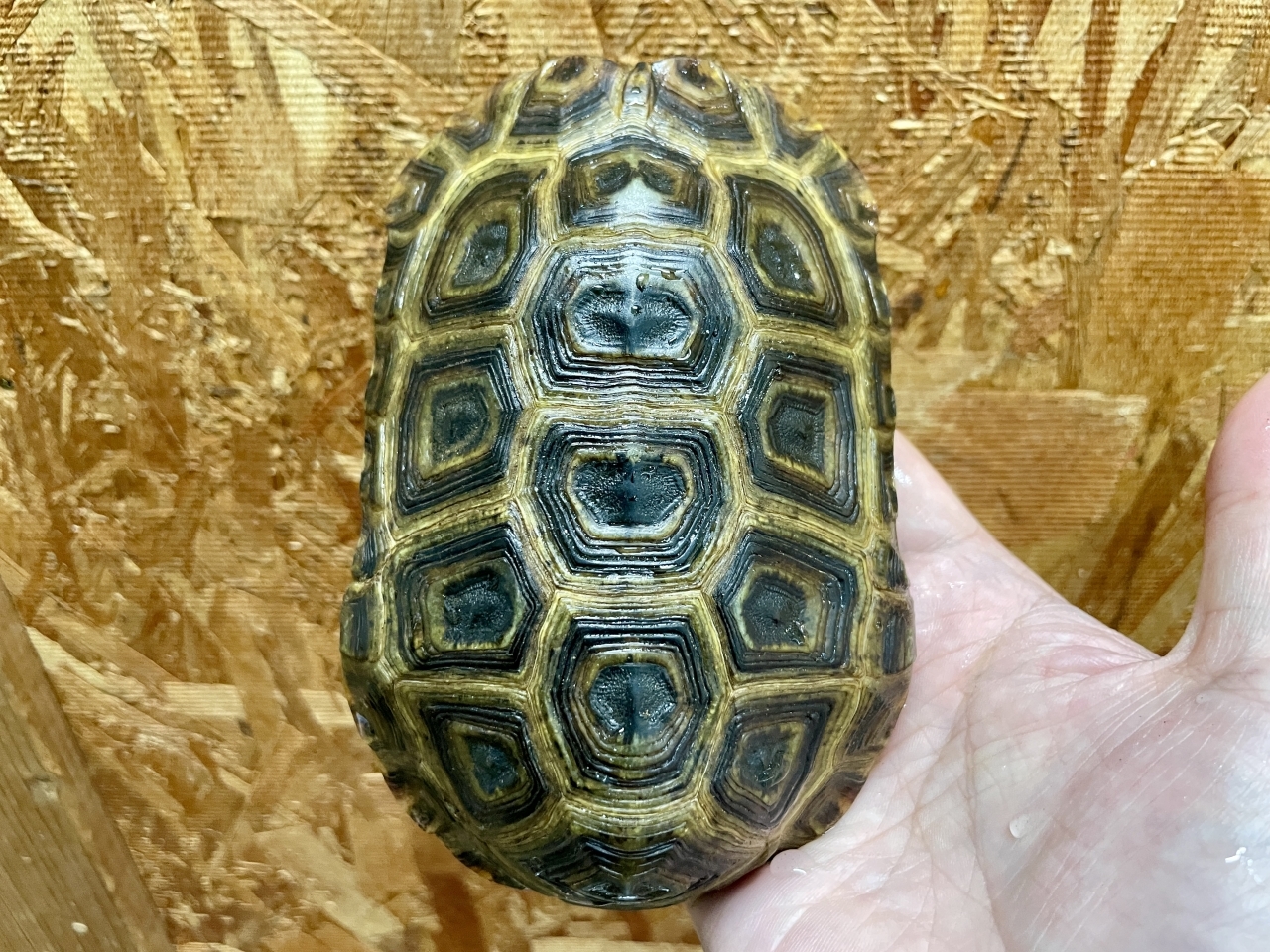 スピークセオレガメ（No.2）(1)