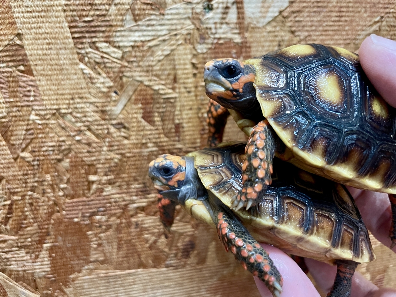 アカアシリクガメ(3)