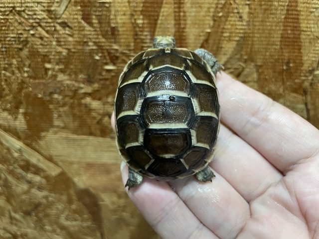 イベラギリシャリクガメ（ブラック）（No.1）