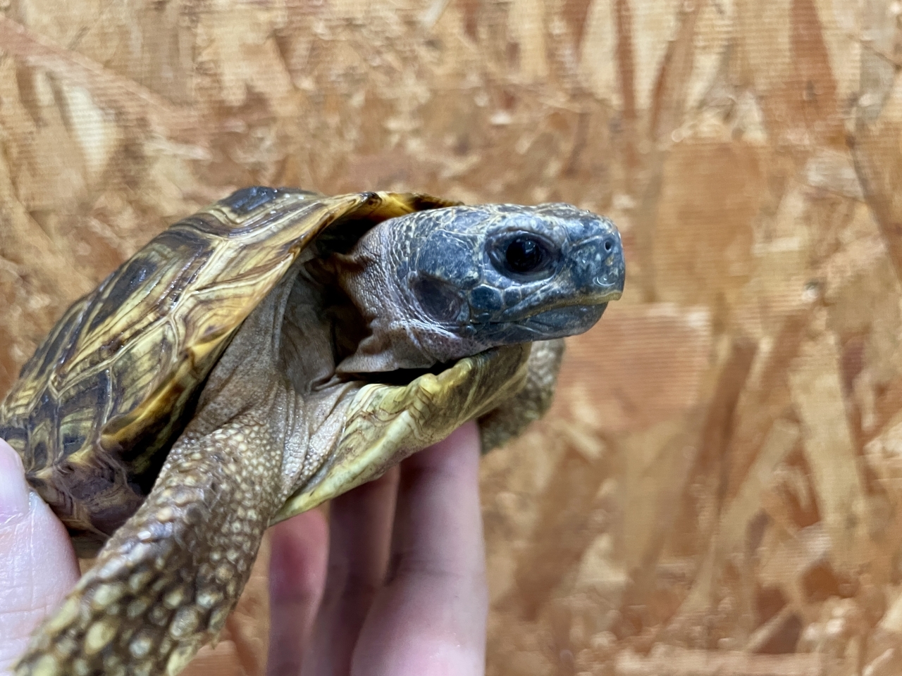 スピークセオレガメ(3)