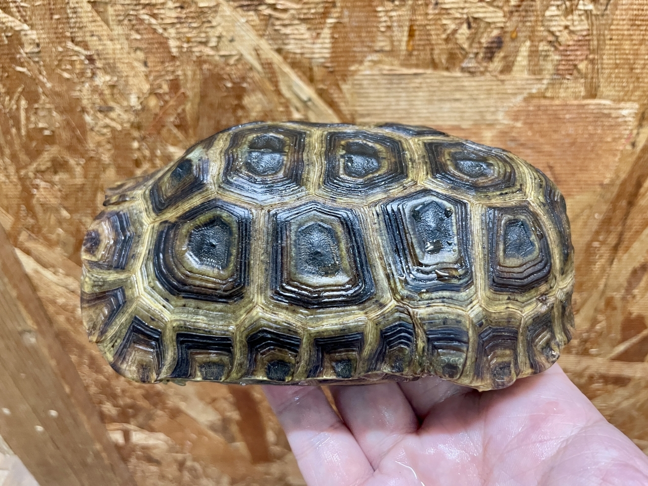 スピークセオレガメ（No.2）(3)