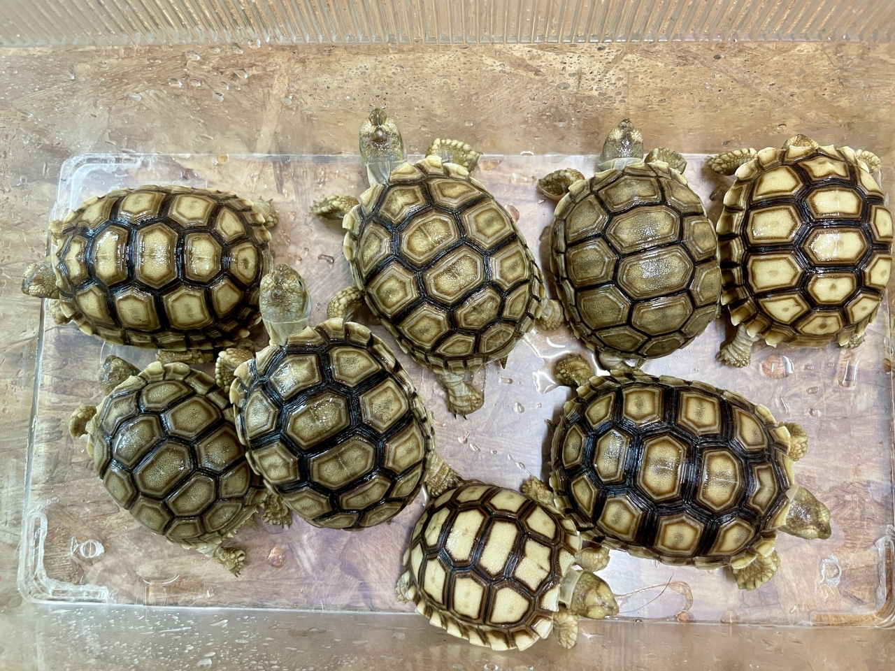 ケヅメリクガメ(1)