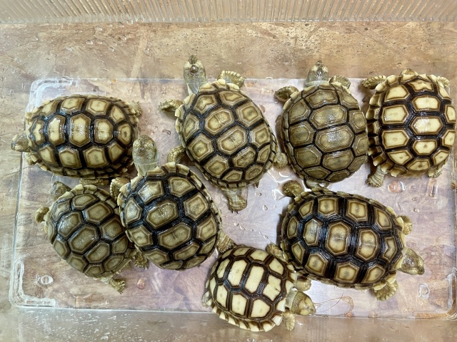 ケヅメリクガメ