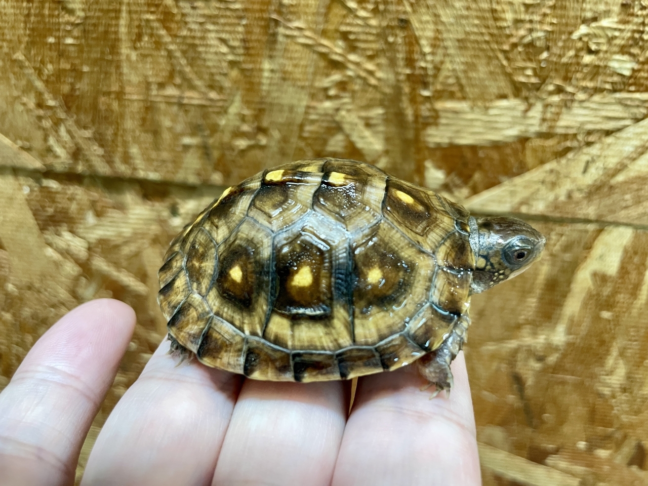 トウブハコガメ（No.4）(2)