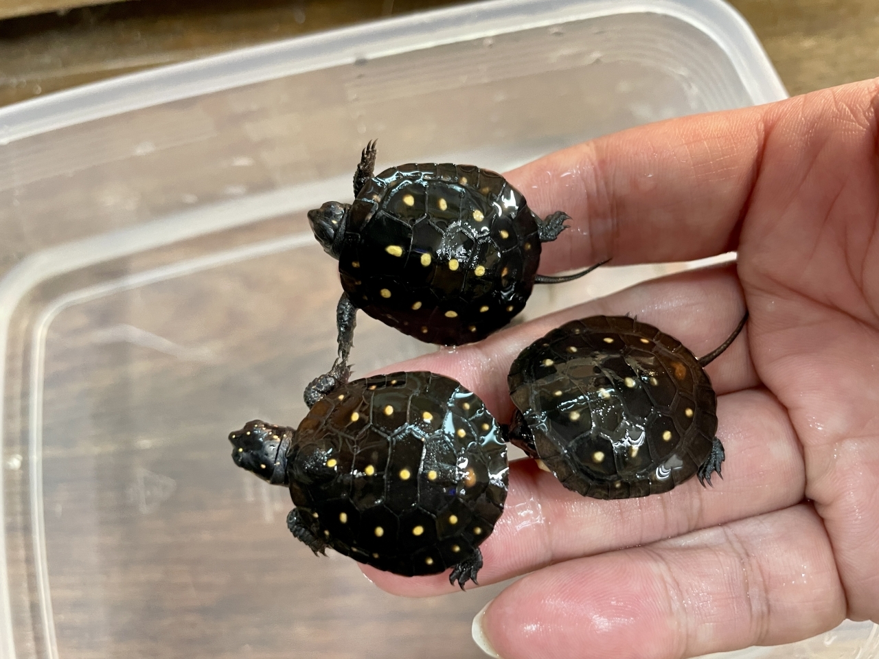 キボシイシガメ（完品）(2)