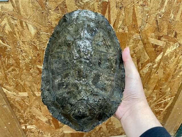 ジェフロアカエルガメ