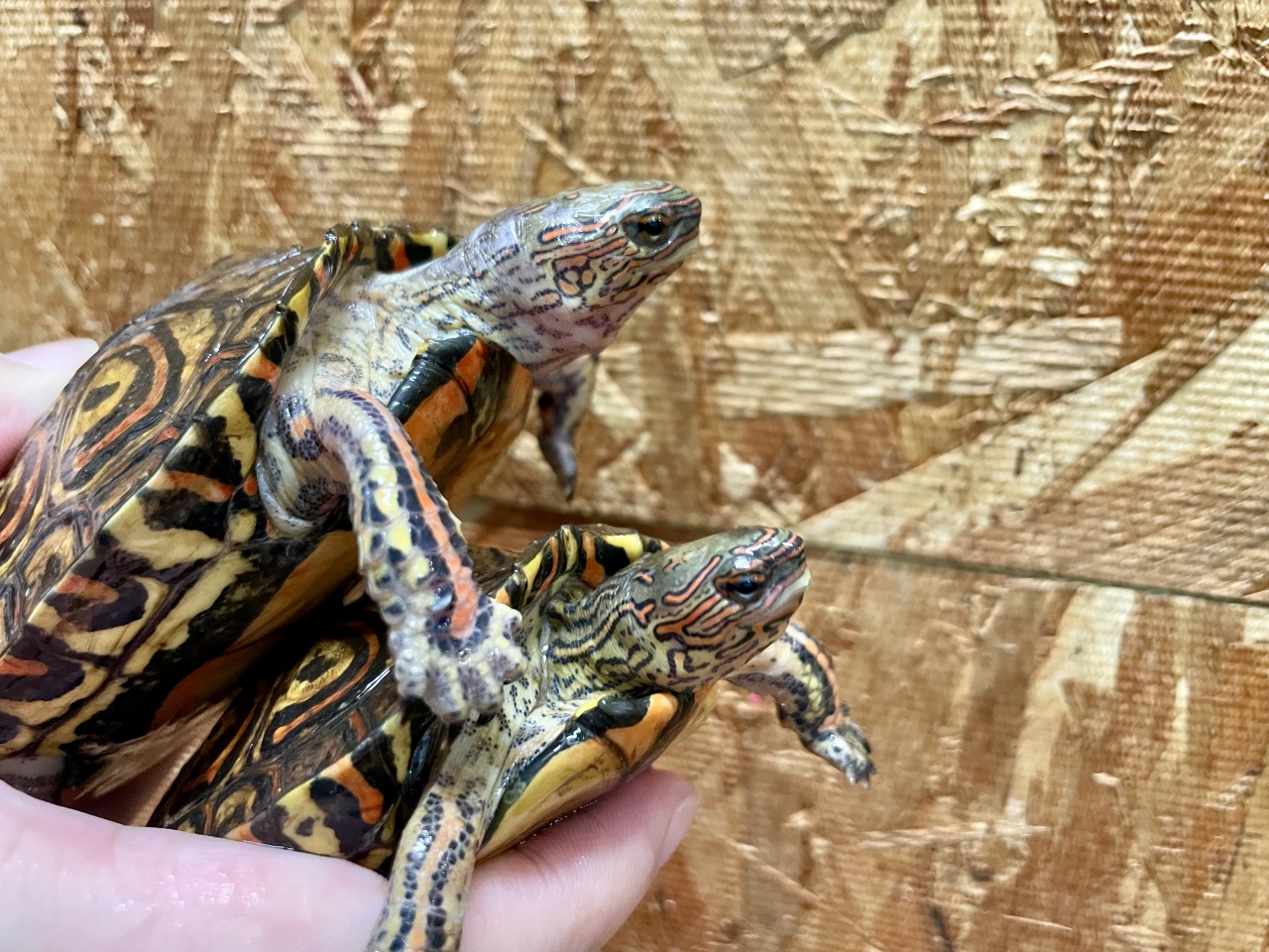 コスタリカアカスジヤマガメ(4)
