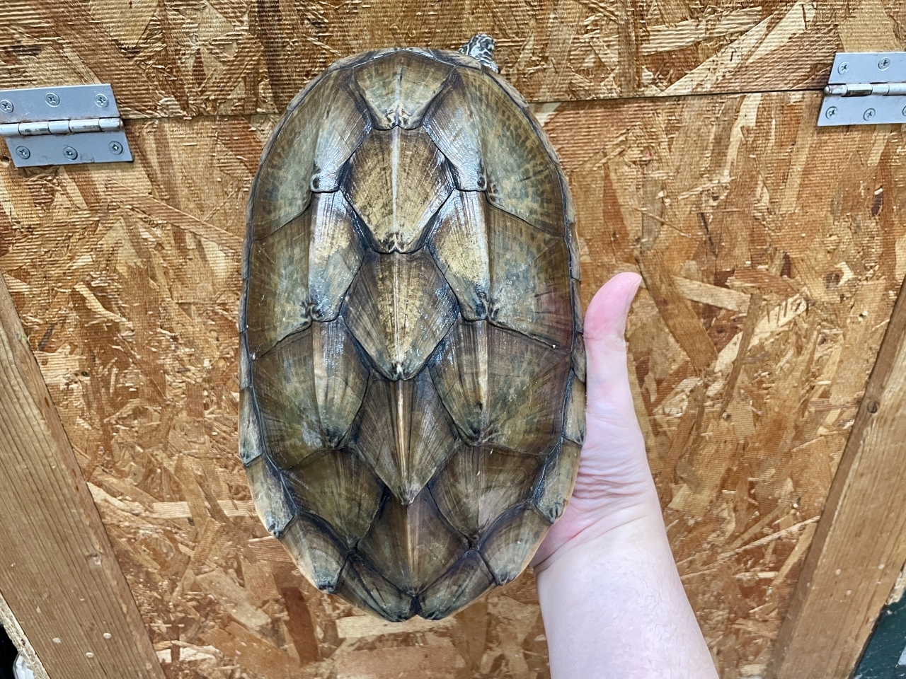 ジャイアントマスクタートル(6)