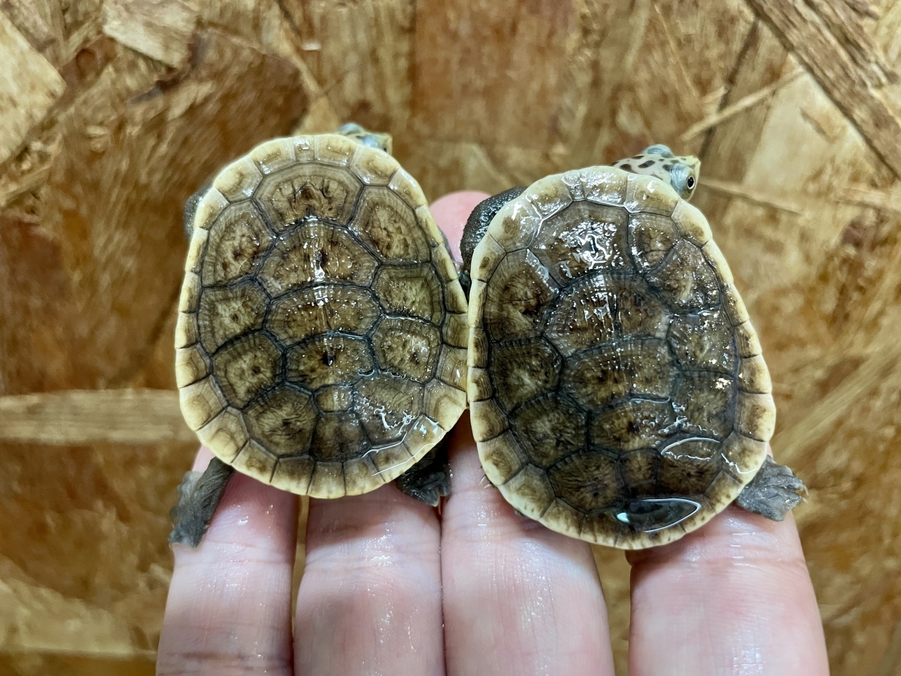 パーケリーナガクビガメ(2)