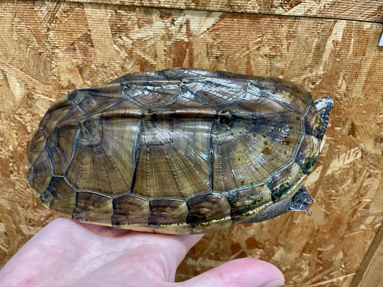 ジャイアントマスクタートル(2)