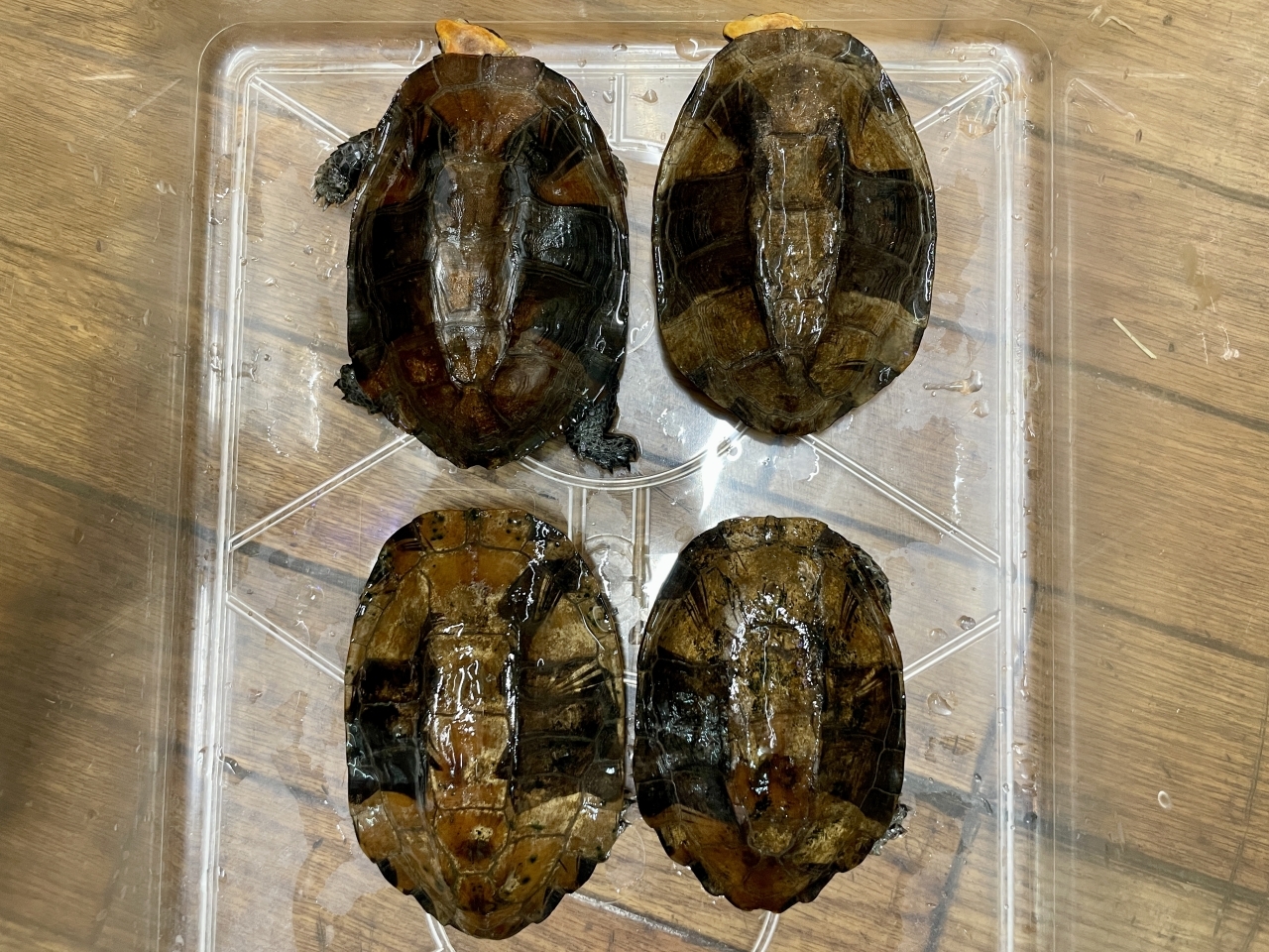 ズアカヒラタヘビクビガメ(1)