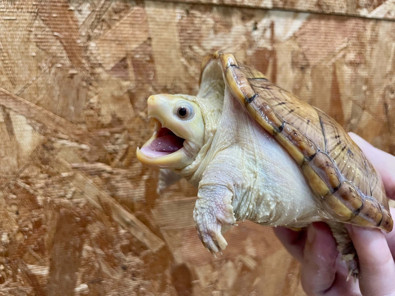 ハラガケガメ（スーパーハイポ）(3)