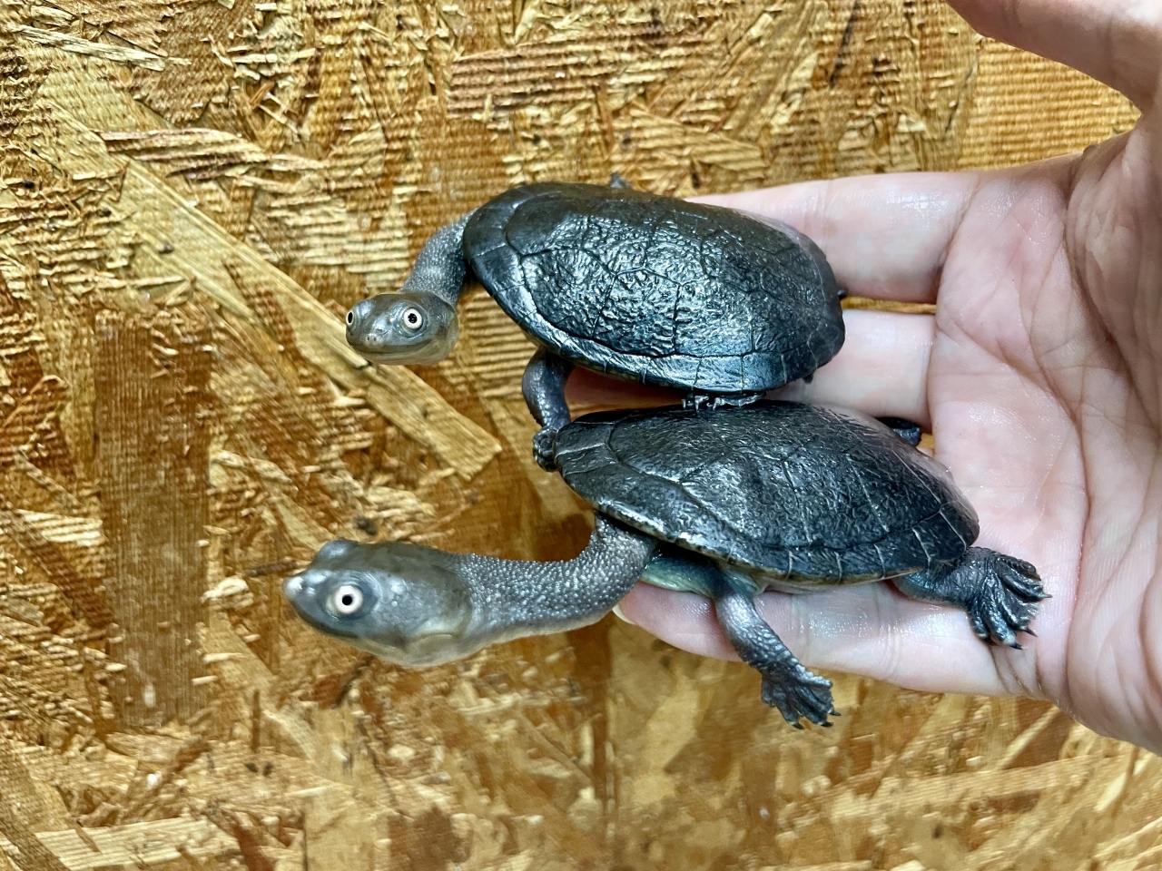 マッコードナガクビガメ(2)