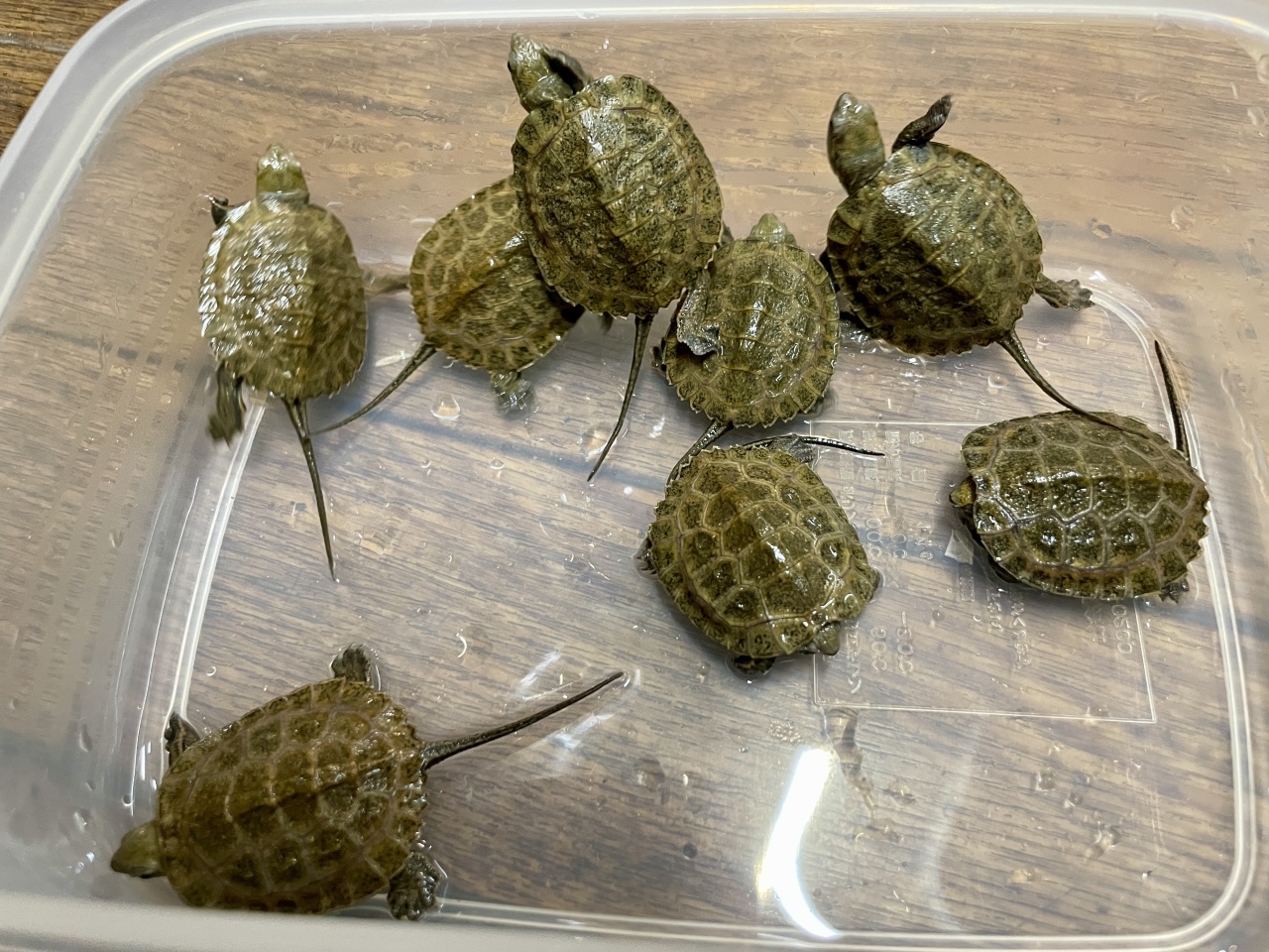 ニホンイシガメ(1)