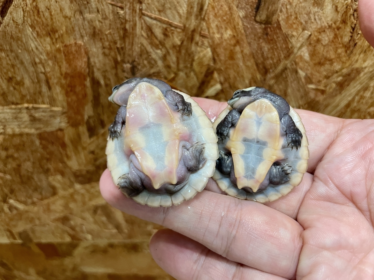 ニシキマゲクビガメ(4)