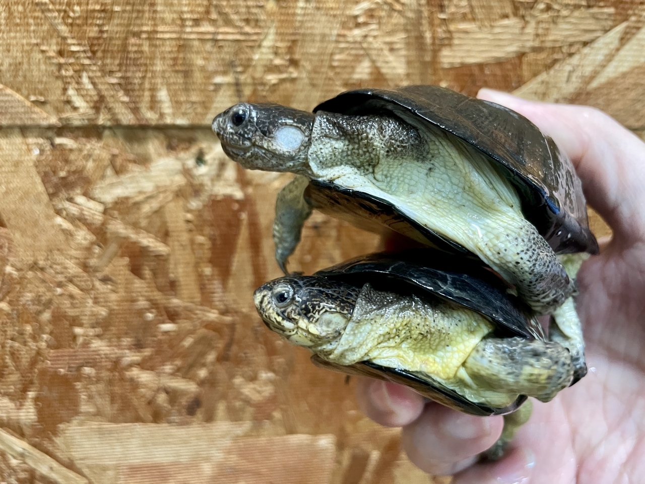 ヒメハコヨコクビガメ(2)