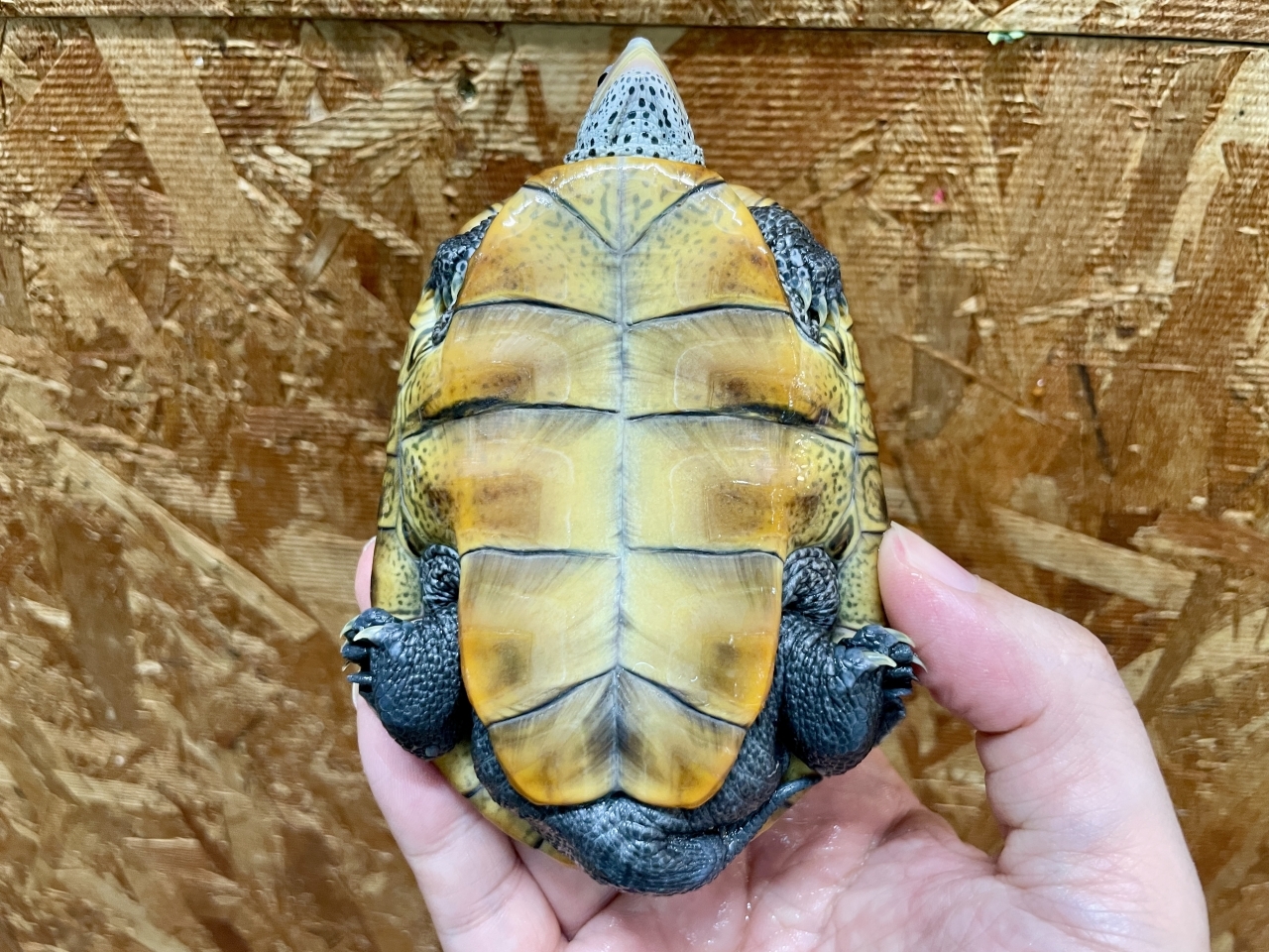 テキサスダイヤモンドバックテラピン(5)