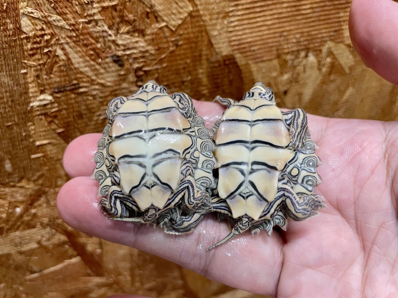 キタクロコブチズガメ(4)