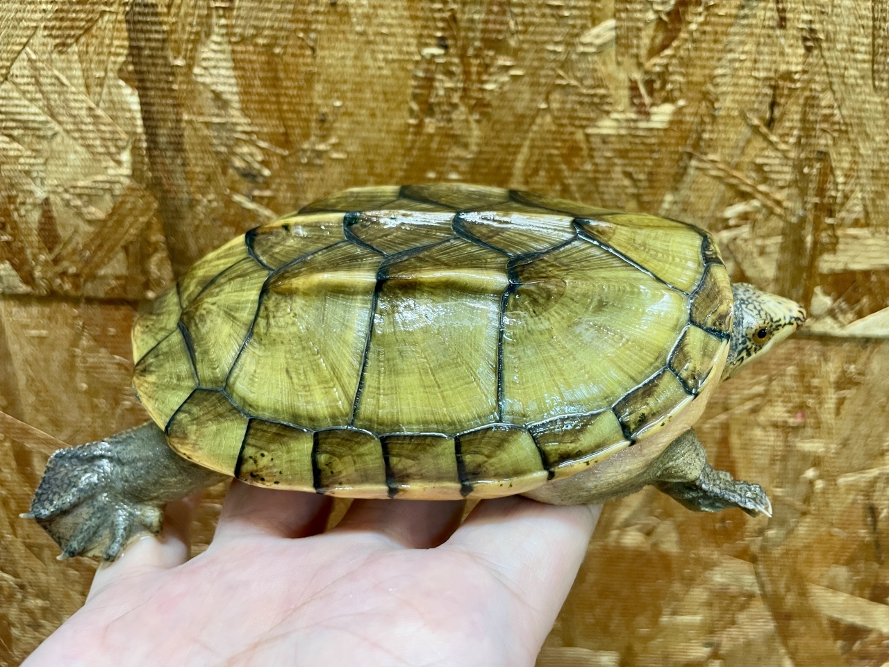 サルヴィンオオニオイガメ(3)