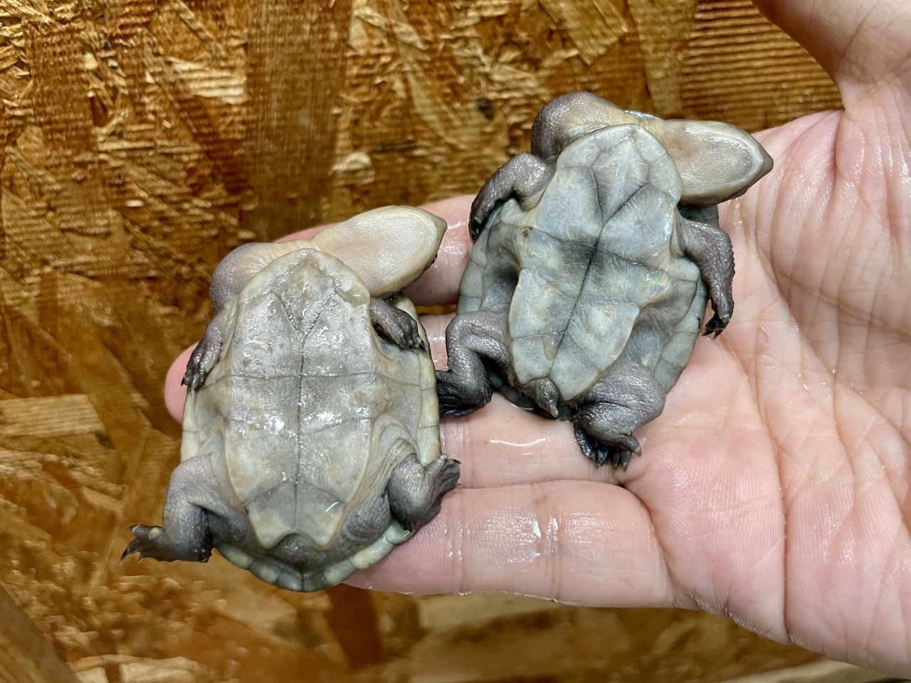 マッコードナガクビガメ（完品）(4)