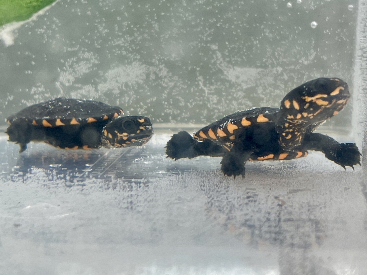 グナレンナガクビガメ(1)