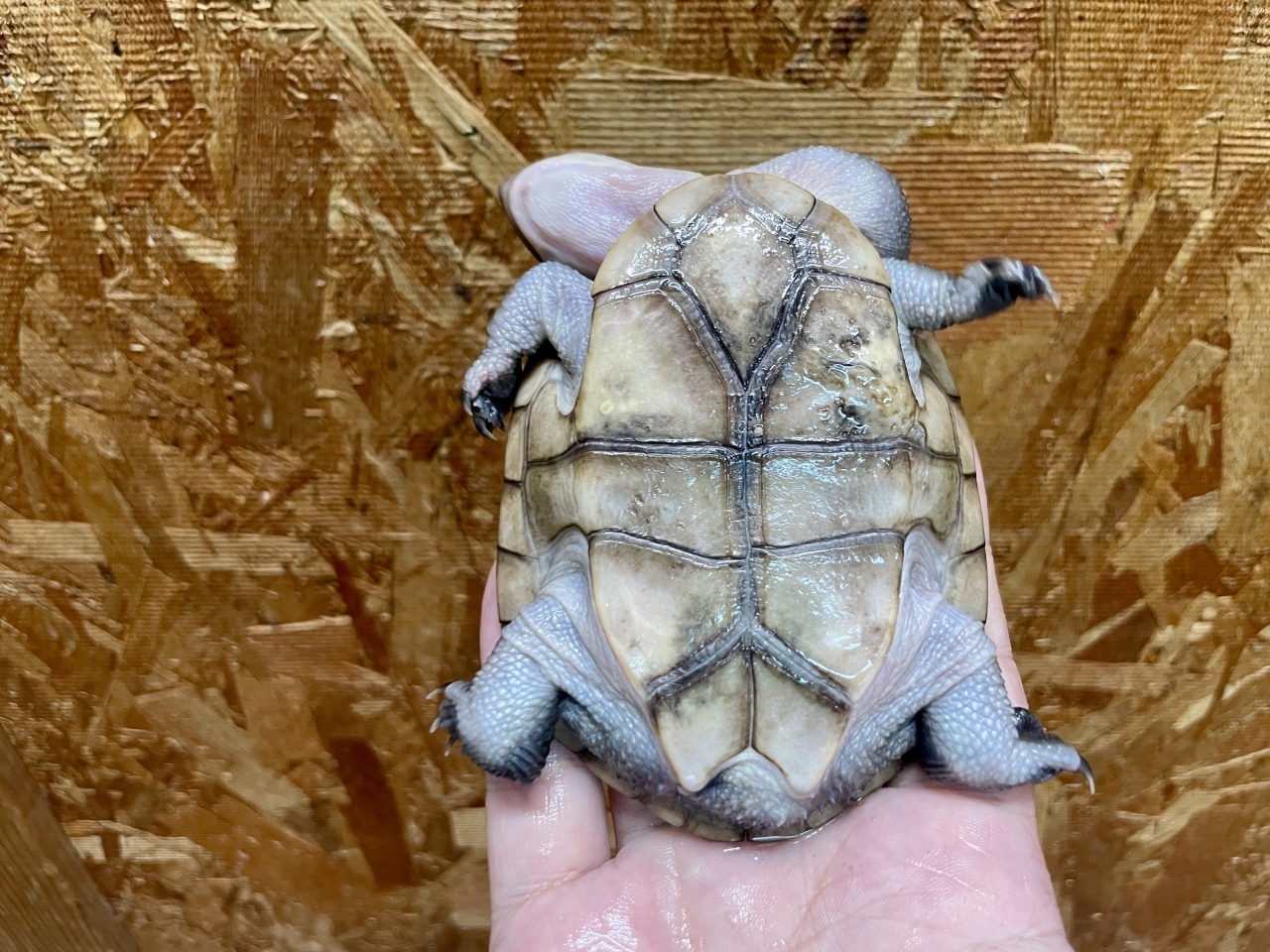 マッコードナガクビガメ（完品）(4)