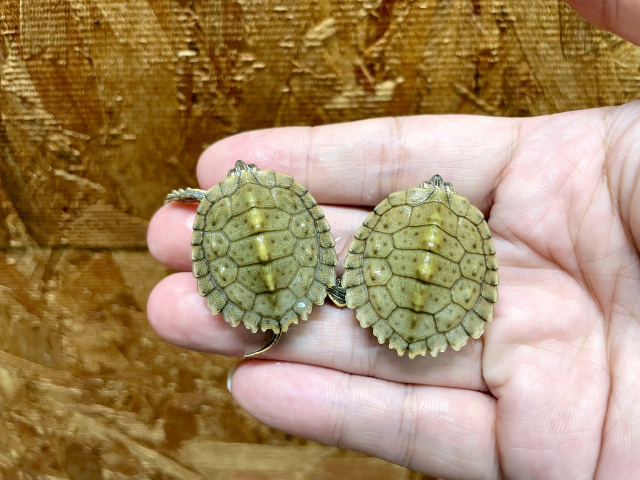 テキサスチズガメ