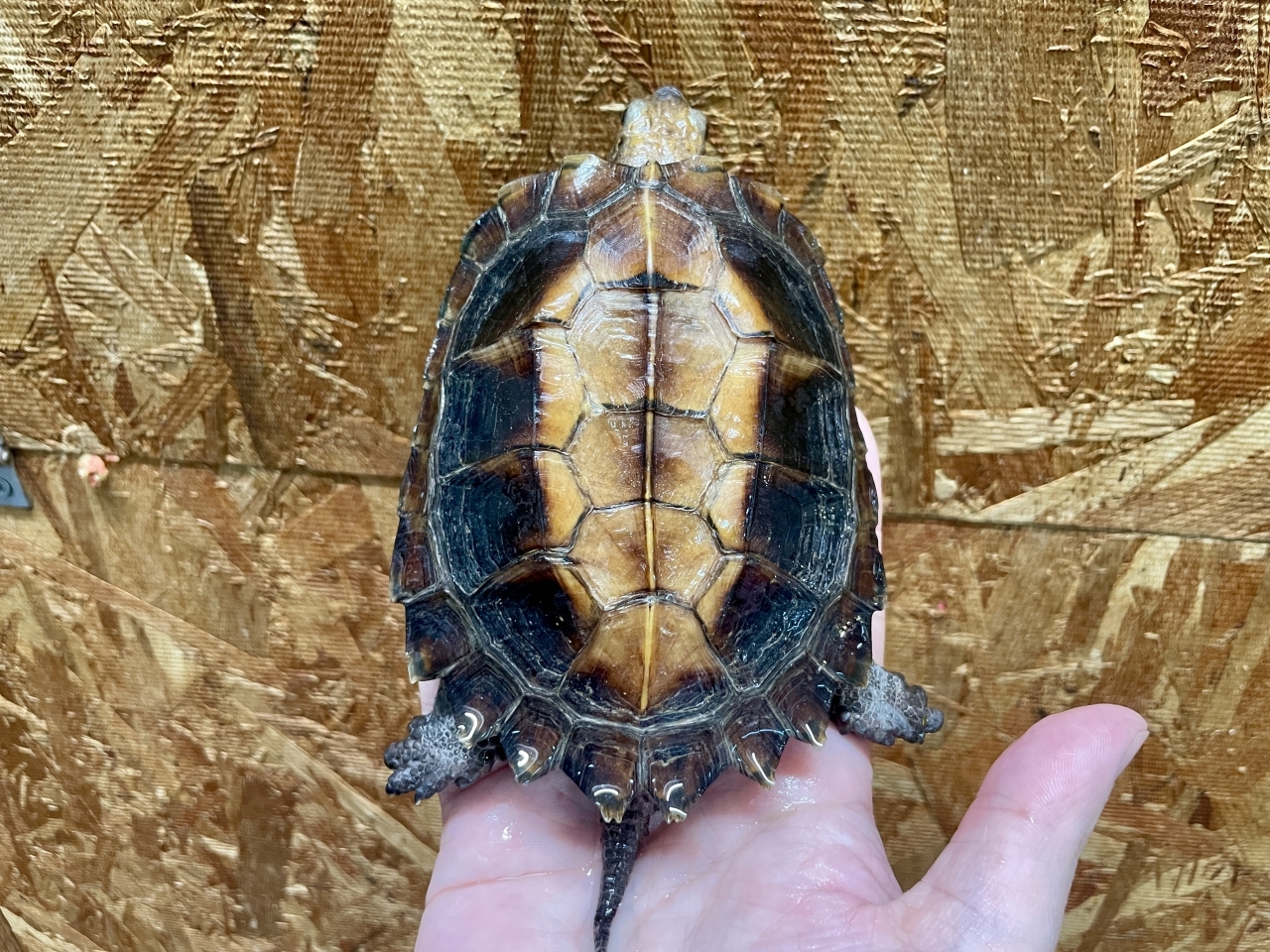 ムオヒラセガメ(3)