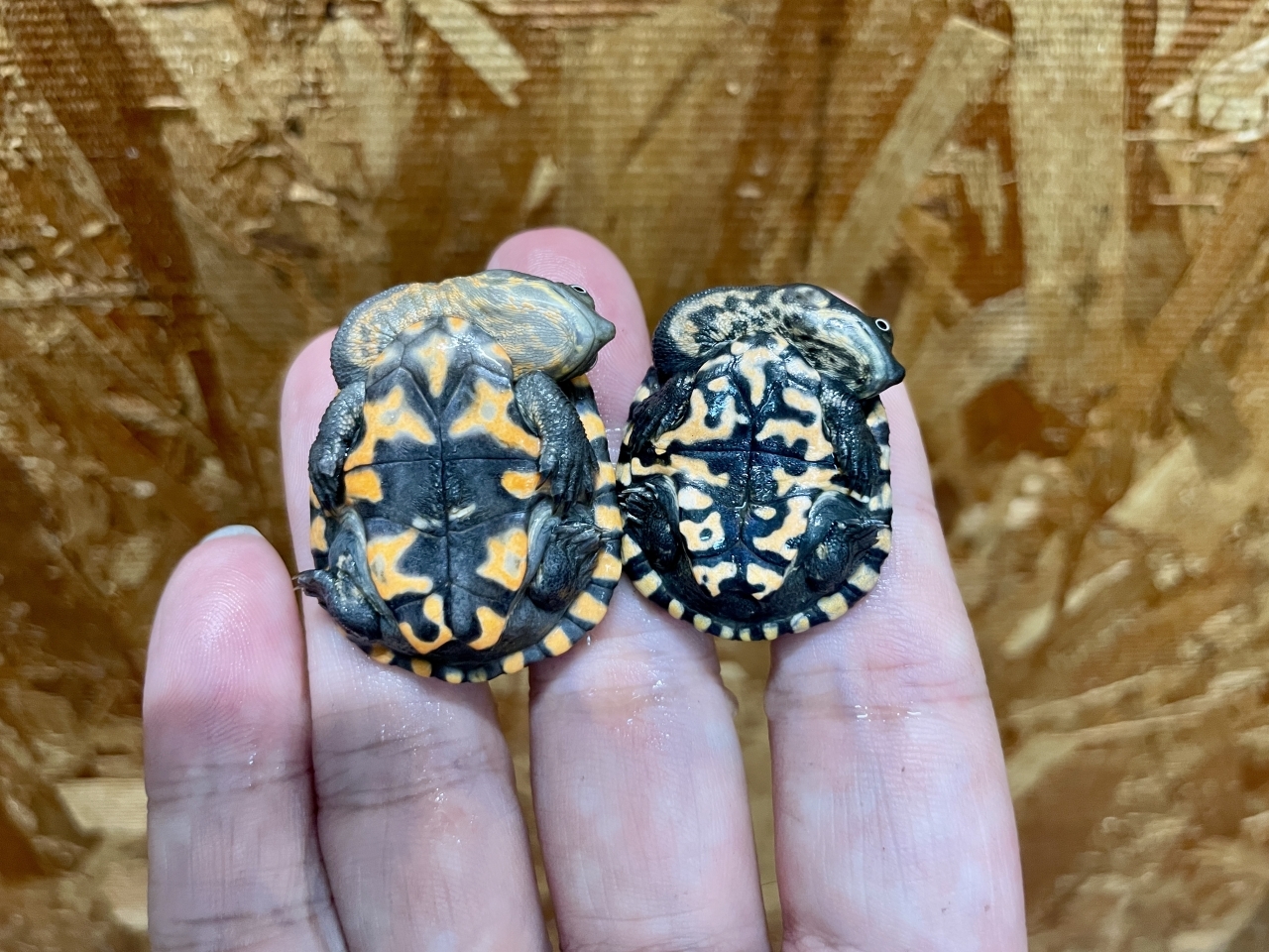 マッコードナガクビガメ（完品）(4)
